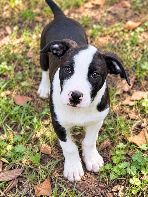 Photo of Clay, adoptable Labrador Retriever in Nashville, Tennessee