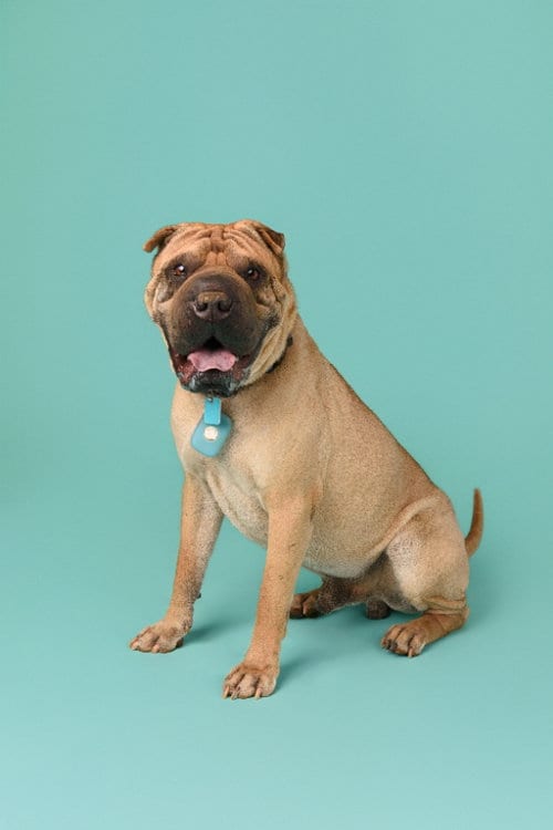 Photo of Baron von Wrinkles, adoptable Chinese Shar-Pei in Tucson, Arizona