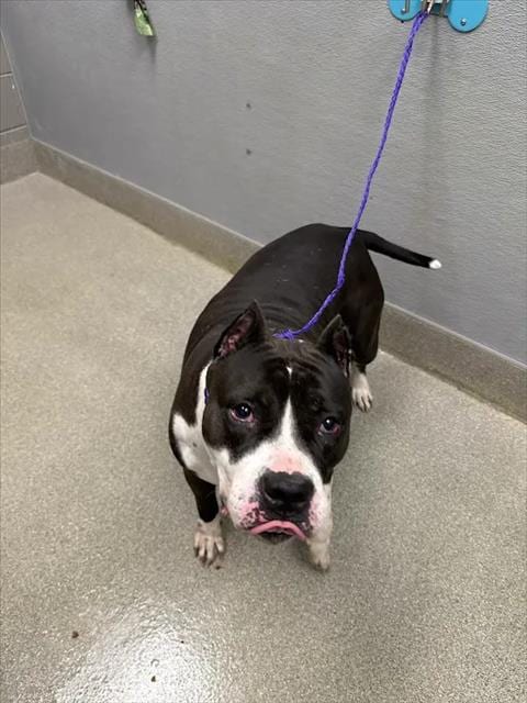 Photo of Wavy, adoptable Pit Bull Terrier in Las Vegas, Nevada