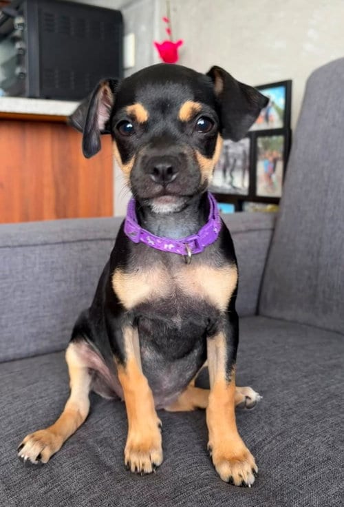 Photo of MJ, adoptable Miniature Pinscher in San Diego, California