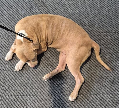 Photo of Bella, adoptable American Staffordshire Terrier in San Antonio, Texas