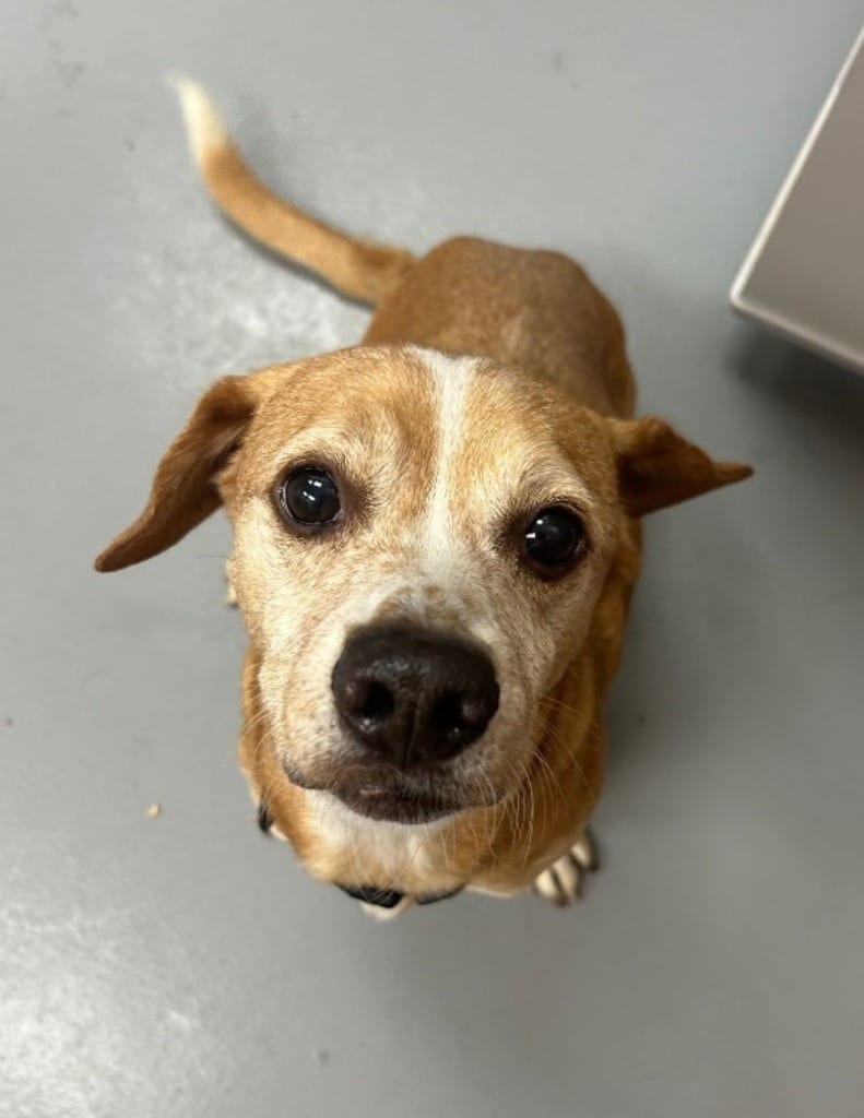 Photo of Rocket, adoptable Beagle in Hartsville, South Carolina