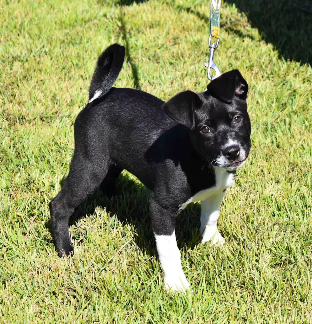 Photo of Bunny, adoptable Mixed Breed (Medium) in Searcy, Arkansas