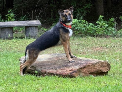Photo of Bonny 3173, adoptable German Shepherd Dog in Plantation, Florida