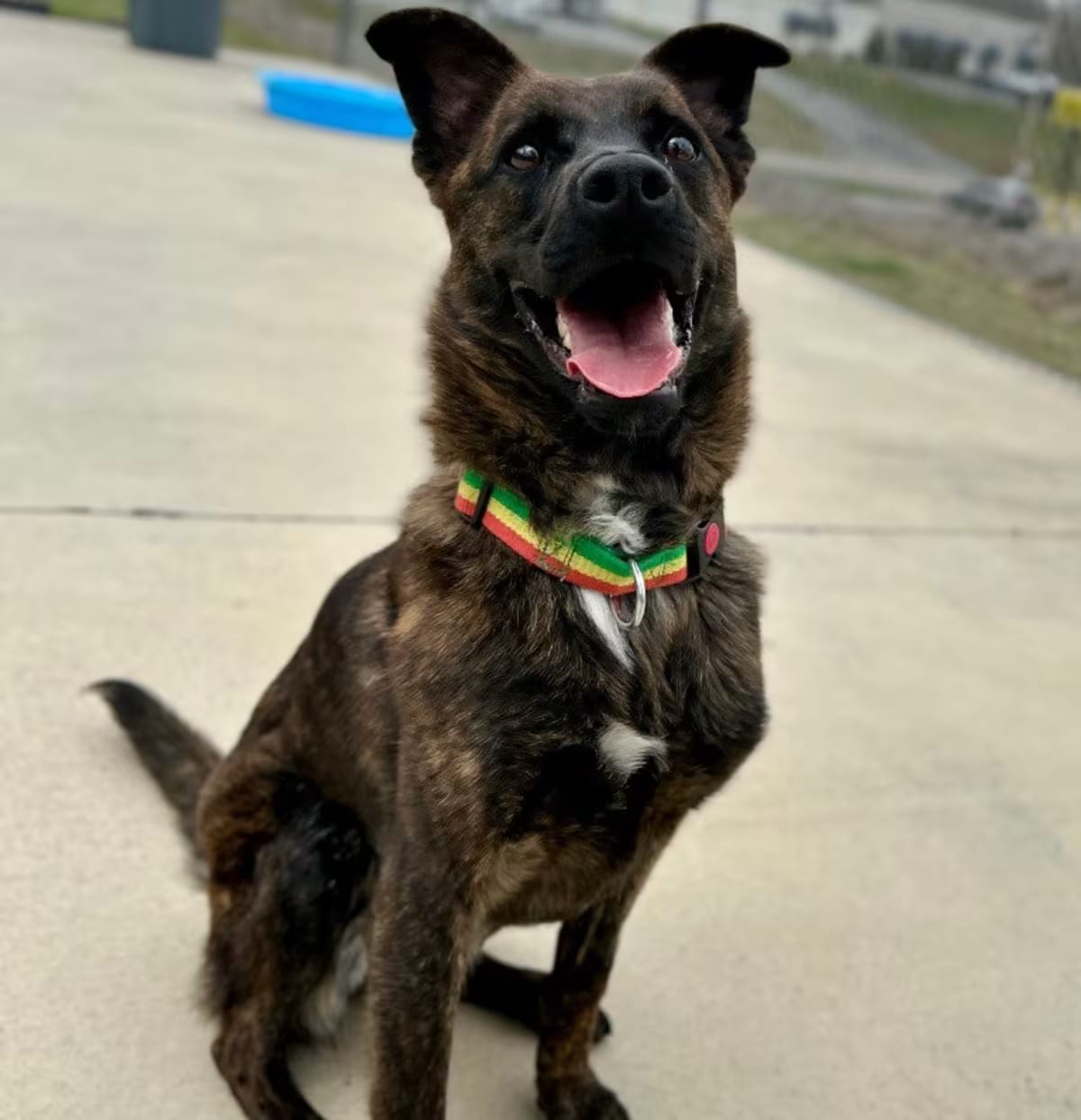 Photo of Lola, adoptable Shepherd (Unknown Type)/Mixed Breed (Medium) in Blountville, Tennessee
