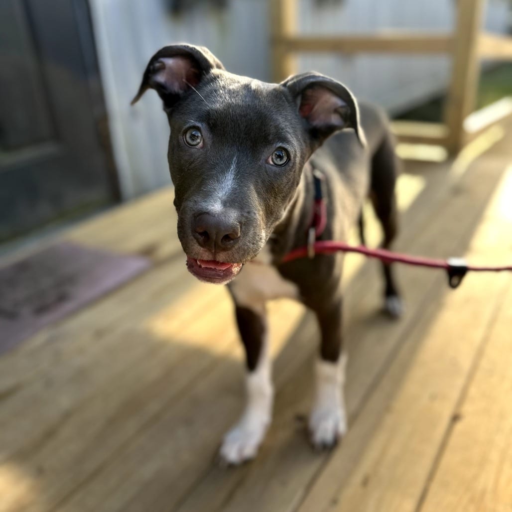 Photo of Zephyr, adoptable Mixed Breed (Medium) in Hinesville, Georgia
