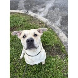Photo of Casper, adoptable Terrier (Unknown Type, Medium) in Doral, Florida