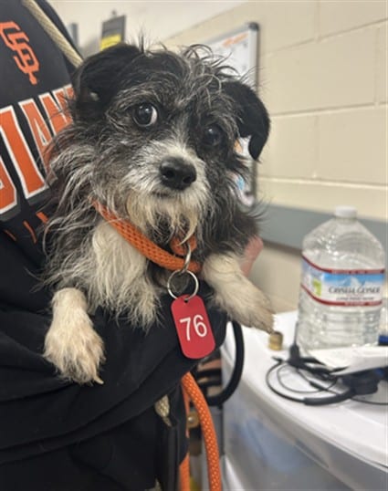 Photo of Pepper, adoptable Parson (Jack) Russell Terrier and Border Terrier in San José, California