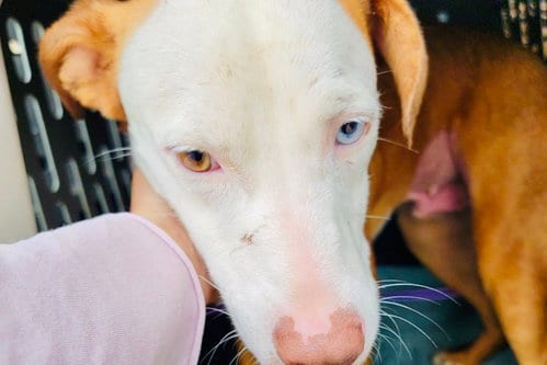 Photo of Ozzy RDS, adoptable Labrador Retriever in Rockaway, New Jersey