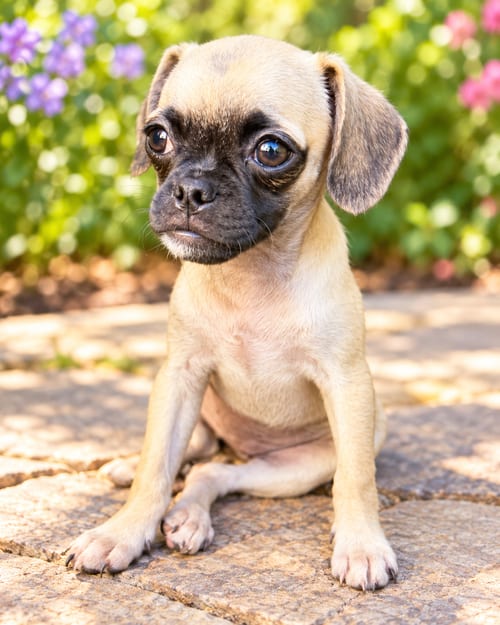 Photo of Pancakes, adoptable Pug in Lake Elsinore, California