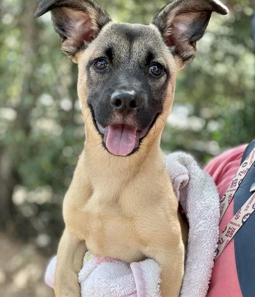 Photo of Gigi, adoptable Black Mouth Cur in Tallahassee, Florida
