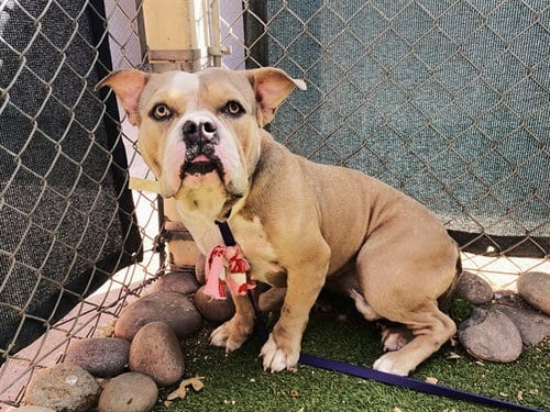 Photo of Butterball, adoptable American Bulldog in Phoenix, Arizona