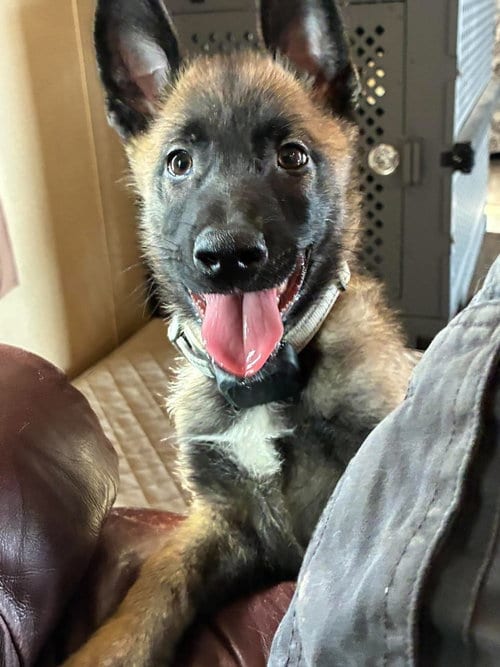 Photo of High Octane- Turbo- Located in OK, adoptable Belgian Shepherd Malinois in Imlay City, Michigan
