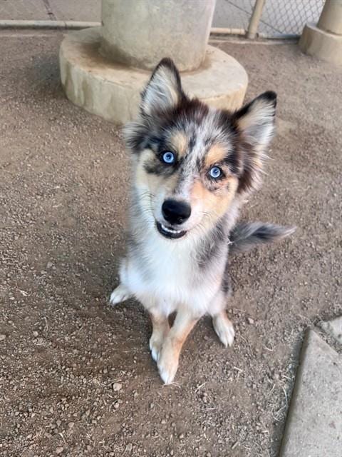 Photo of Denali, adoptable Pomeranian in Plano, Texas