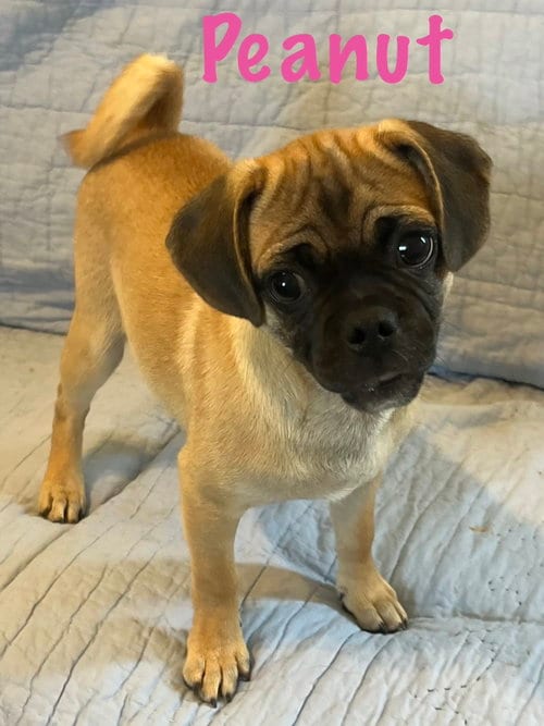 Photo of Peanut, adoptable Pug in Pipe Creek, Texas
