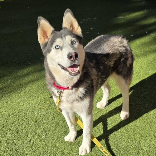 Photo of Lucy, adoptable Husky in Las Vegas, Nevada