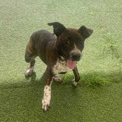 Photo of Buster 6221, adoptable Mixed Breed (Medium) in Loxahatchee, Florida
