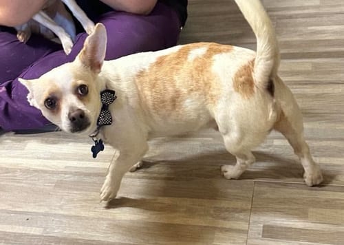 Photo of Pickles in TX, adoptable Chihuahua in Cranston, Rhode Island