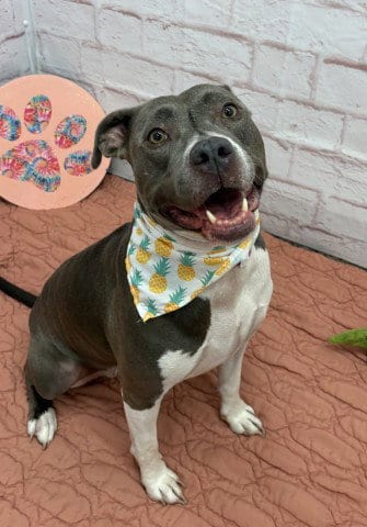 Photo of Love, adoptable Pit Bull Terrier in Detroit, Michigan