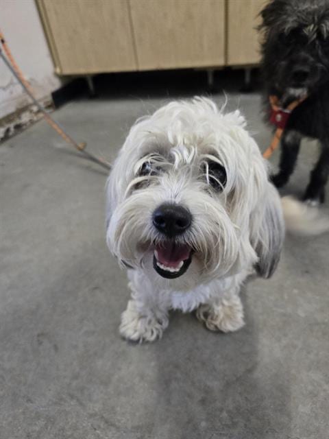 Photo of Mazie, adoptable Maltese in Camarillo, California