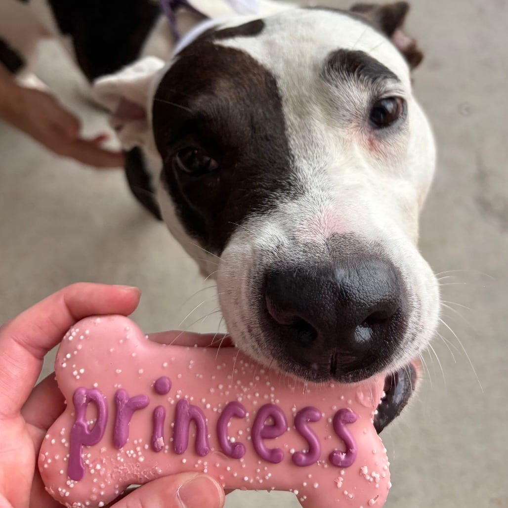 Photo of Moon Pie, adoptable Terrier, American Pit Bull in Houston, Texas