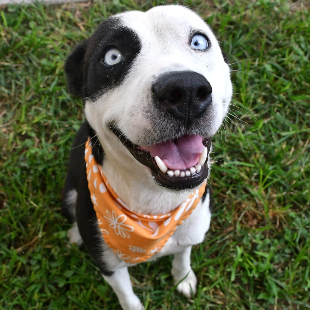 Photo of Obscura, adoptable Husky / Terrier, Pit Bull in Beaumont, Texas