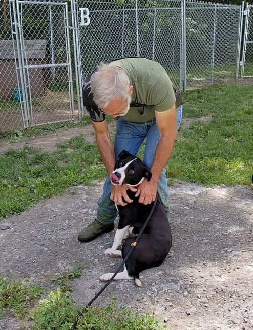 Photo of Chance (2yo, 51lbs), adoptable Australian Cattle Dog/Blue Heeler in Hinton, West Virginia