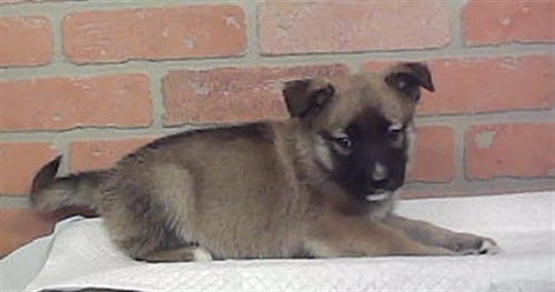 Photo of A2094058, adoptable Husky in Houston, Texas