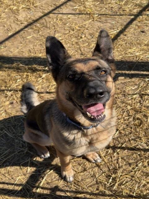 Photo of Bailey, adoptable German Shepherd Dog in Derwood, Maryland