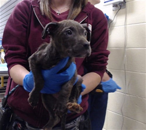 Photo of French Fry, adoptable Pit Bull Terrier in Denver, Colorado