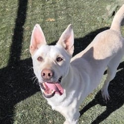 Photo of Princess JuM, adoptable Husky German Shepherd Dog in Hartford, Connecticut