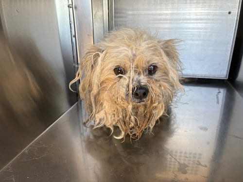 Photo of Biscuit, adoptable Maltese in Mesa, Arizona