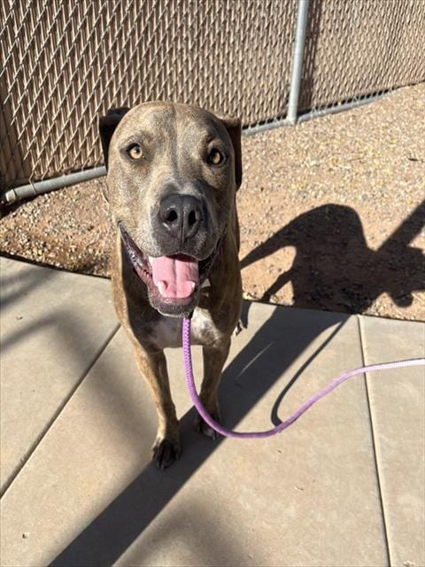 Photo of Rocko, adoptable American Pit Bull Terrier in Phoenix, Arizona