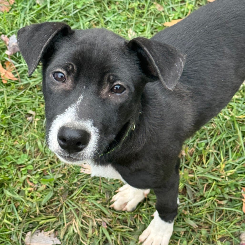 Photo of Lola, adoptable Retriever, Labrador / Mix in Jefferson, New Jersey