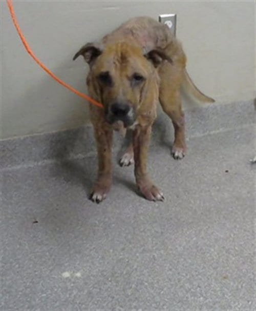 Photo of Roger, adoptable Labrador Retriever in Pasadena, Texas