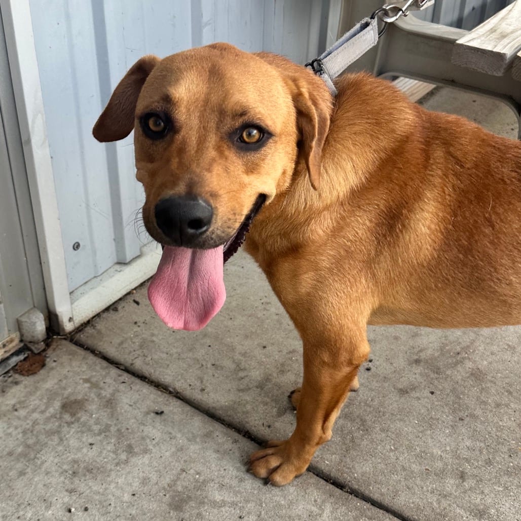 Photo of Bingo K9, adoptable Mixed Breed (Medium) in Union, Missouri