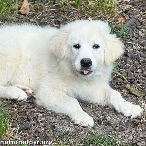 Photo of Skadi in OH - Curious & Playful, adoptable Great Pyrenees in Beacon, New York
