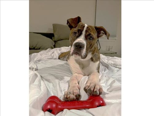 Photo of Louie, adoptable Boxer in Chapel Hill, North Carolina