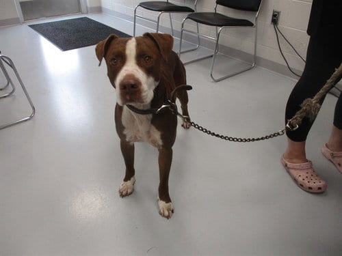 Photo of Canelo, adoptable American Staffordshire Terrier in Ocala, Florida