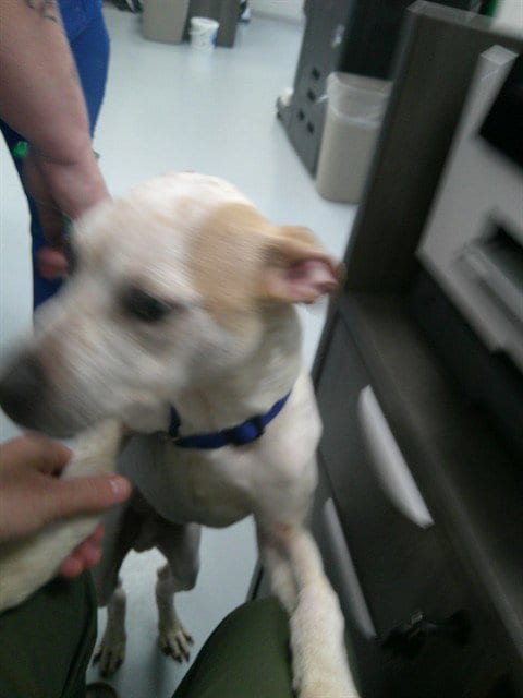 Photo of Squash, adoptable Staffordshire Bull Terrier in Ocala, Florida