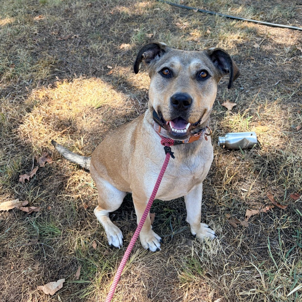 Photo of Rumi, adoptable Retriever, Labrador in Pineville, Missouri