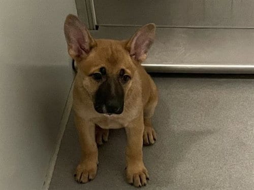 Photo of Tansy, adoptable German Shepherd Dog in Modesto, California