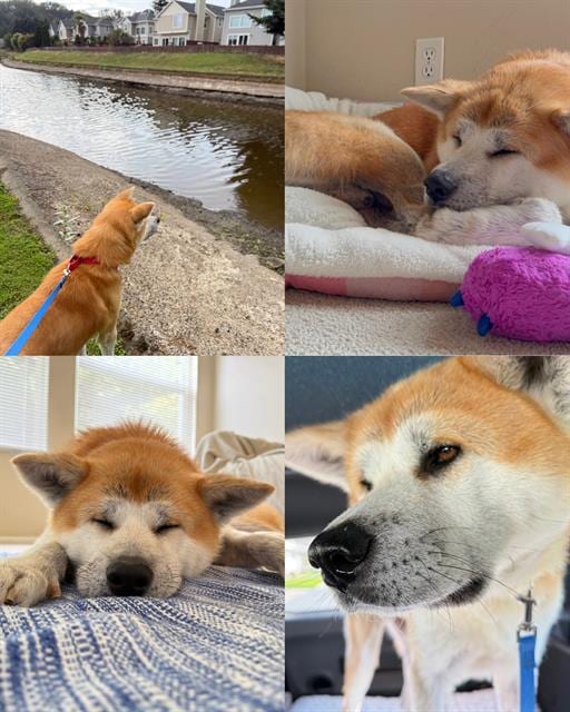 Photo of Georgie, adoptable Akita in Kent, Washington
