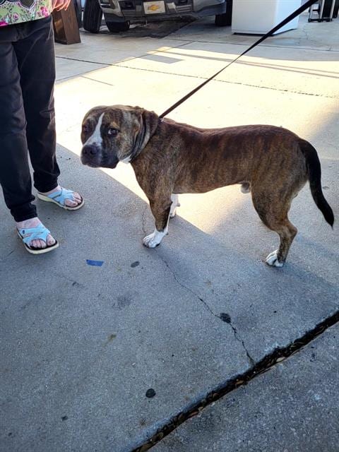 Photo of Henry, adoptable American Staffordshire Terrier in San Antonio, Texas