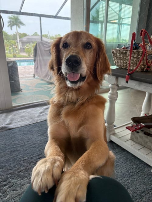 Photo of Simba 1541, adoptable Golden Retriever in Bonita Springs, Florida