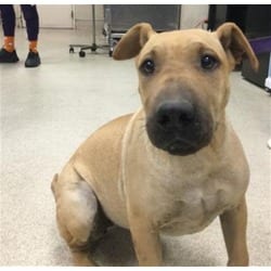 Photo of Lois, adoptable Shar Pei in Jurupa Valley, California