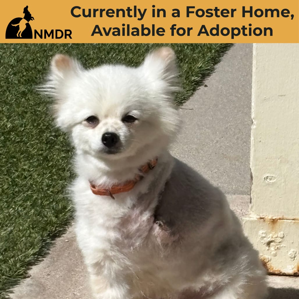 Photo of Cassanova (AG26-201), adoptable Pomeranian in Colorado Springs, Colorado