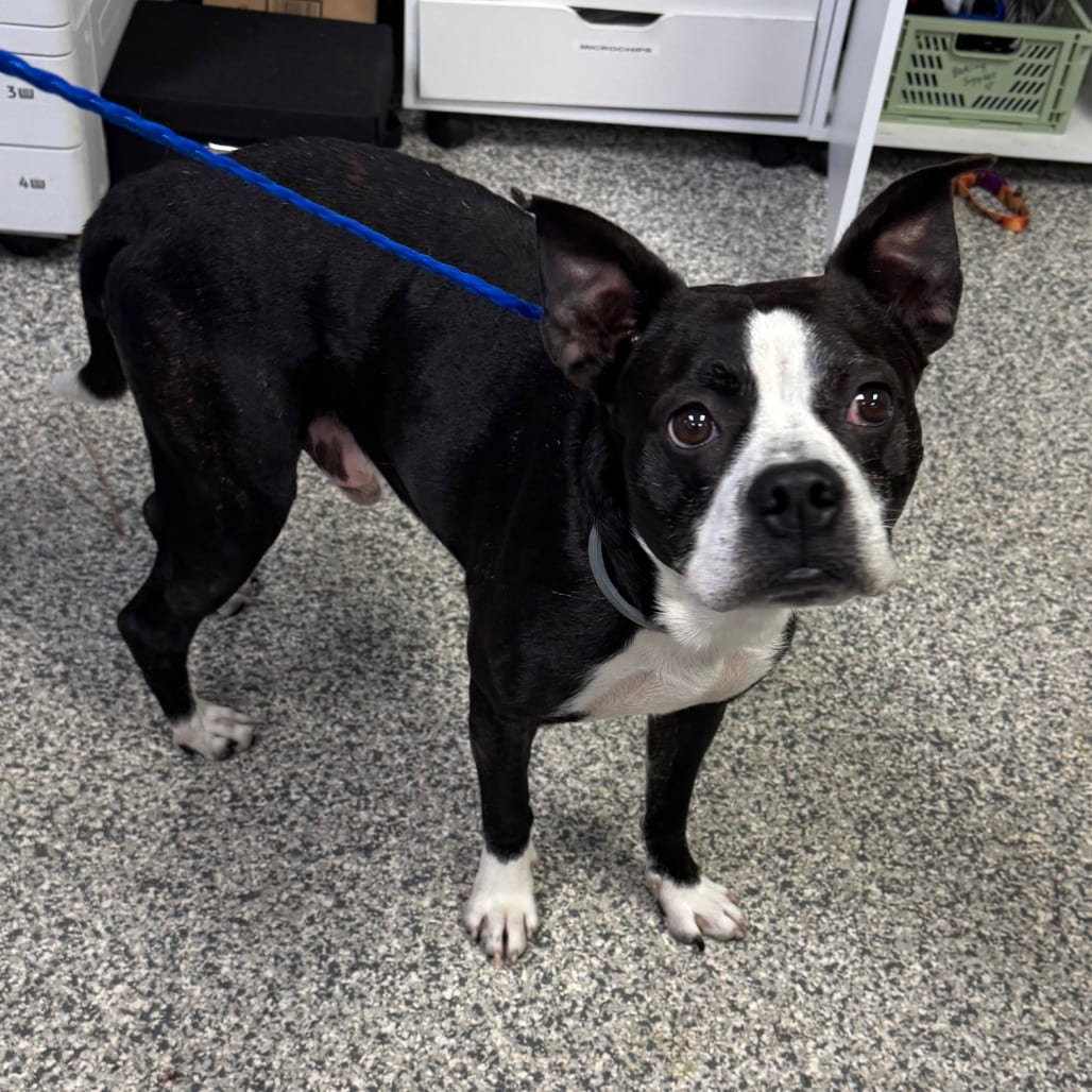 Photo of Bandit, adoptable Terrier, Boston in Jacksonville, North Carolina