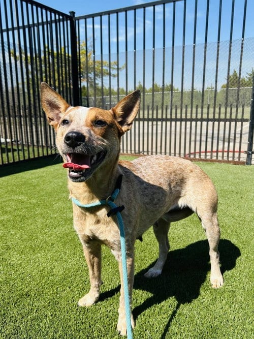 Photo of Cali Girl, adoptable Australian Cattle Dog/Blue Heeler in Rockwall, Texas