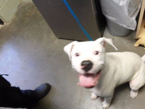 Photo of Arrow, adoptable Pit Bull Terrier in Tulsa, Oklahoma